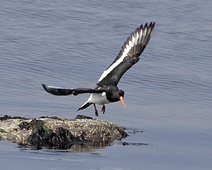 oystercatcher